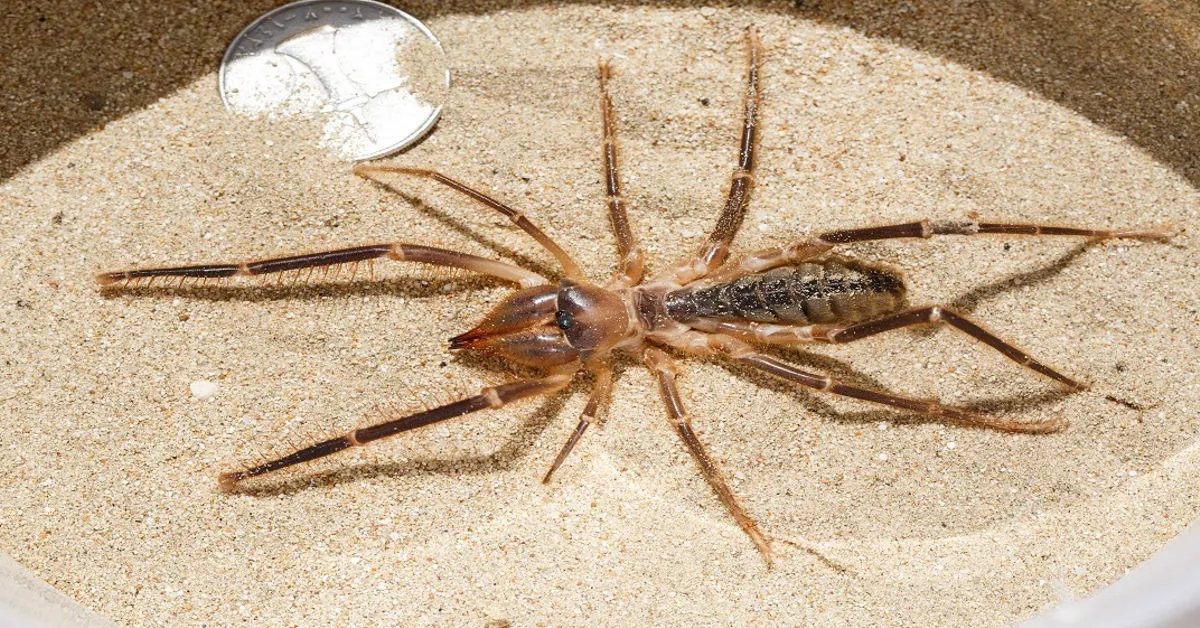 camel spider