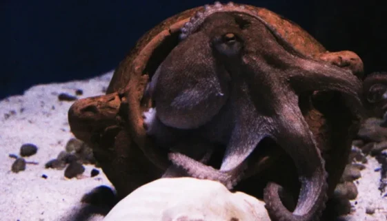 do octopuses have bones