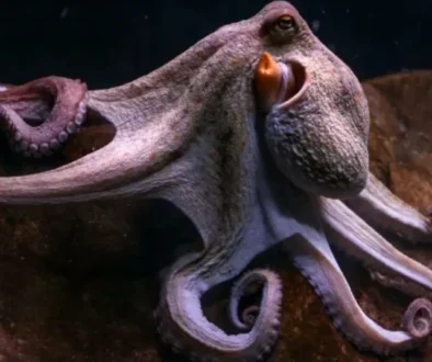 IQ of Octopus: How Smart Are These Ocean Geniuses?