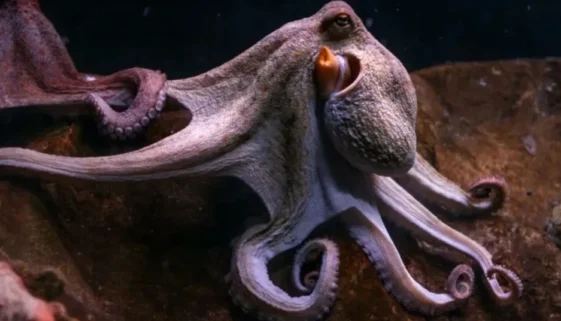 IQ of Octopus: How Smart Are These Ocean Geniuses?