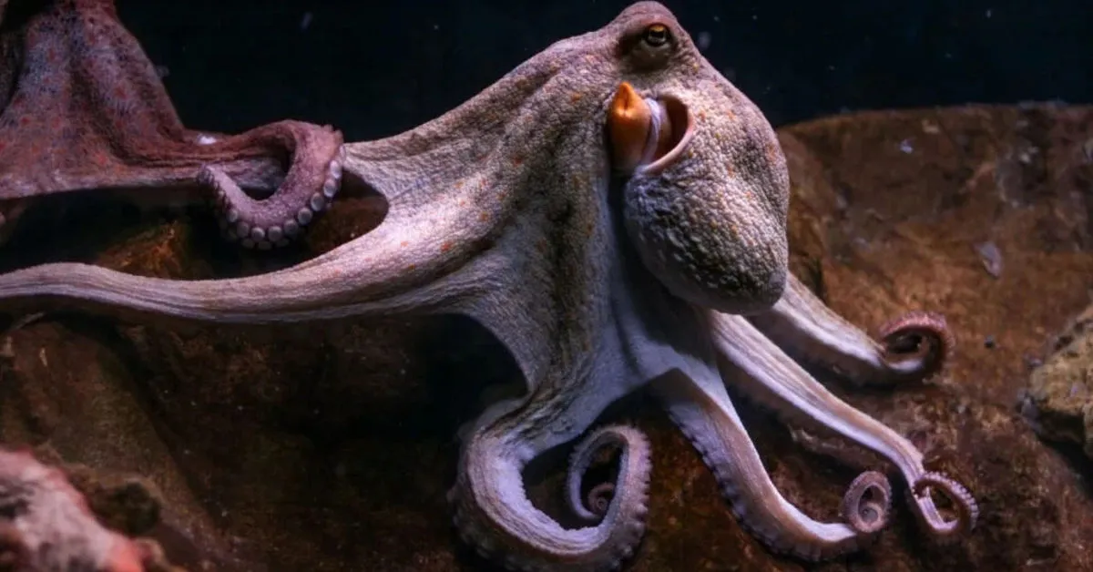 IQ of Octopus: How Smart Are These Ocean Geniuses?