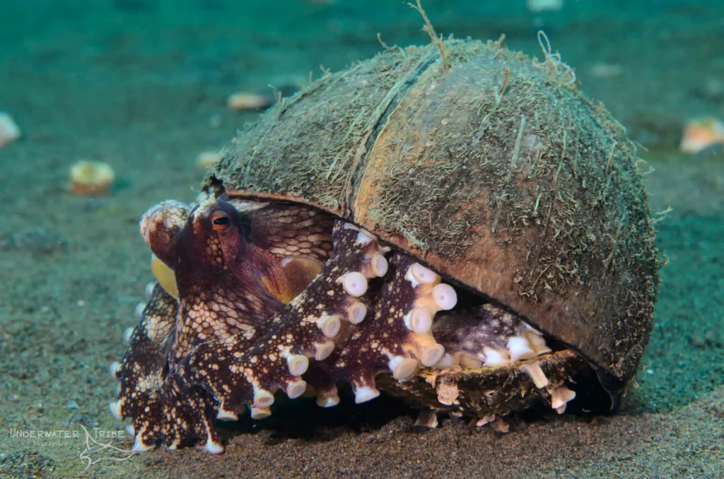 octopus hiding under coconut shell