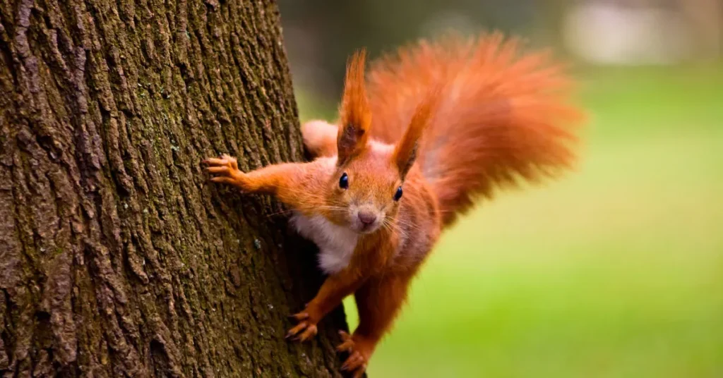 red squirrel